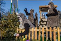 155. Lichtenwrther Faschingsumzug, 11.02.2018