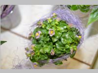 Erffnung Blumenzeiten von Eva Stanek, 01.03.2013
