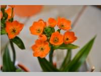 Erffnung Blumenzeiten von Eva Stanek, 01.03.2013