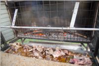FF Grillabend & Scheunendisco, 08.08.2015