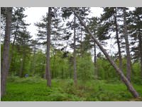 Maibaum der FF Neufeld, 11.05.2013