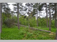 Maibaum der FF Neufeld, 11.05.2013