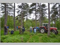 Maibaum der FF Neufeld, 11.05.2013