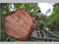 Maibaum der FF Neufeld, 11.05.2013