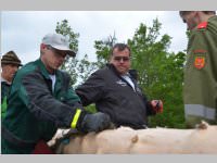 Maibaum der FF Neufeld, 11.05.2013