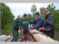 Maibaum der FF Neufeld, 11.05.2013