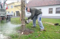 Kirtagbaum der Ratschen Buam, 11.11.2016