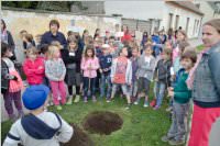 VS Neufeld: Baumpflanzung am Tag der Sonne, 08.05.2015