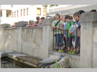 VS Neufeld 3. Klassen in Eisenstadt, 18.06.2014