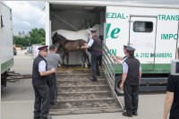 4. Klassen der VS Neufeld touren durch Wien, 24.06.2015