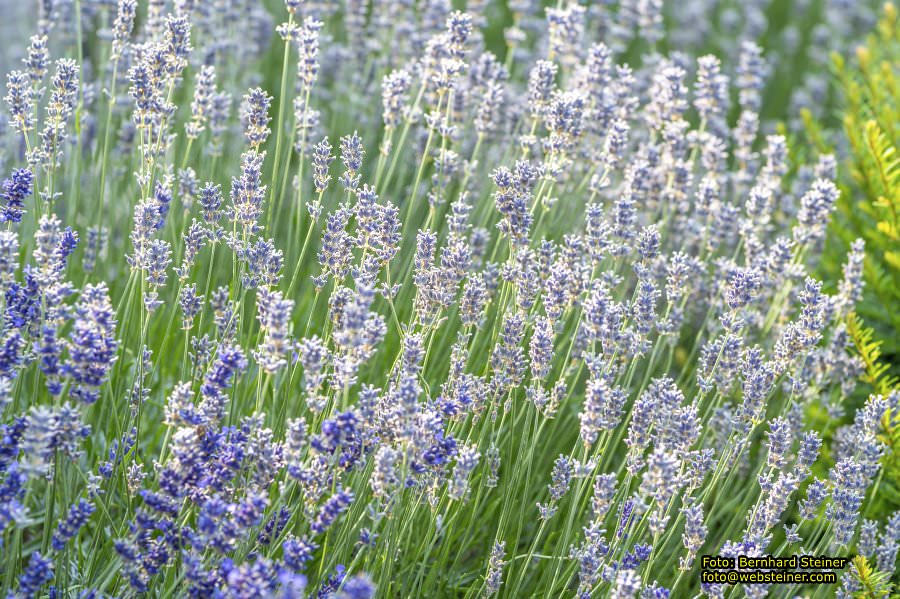 Rosarium im Doblhoffpark Baden, Juli 2023