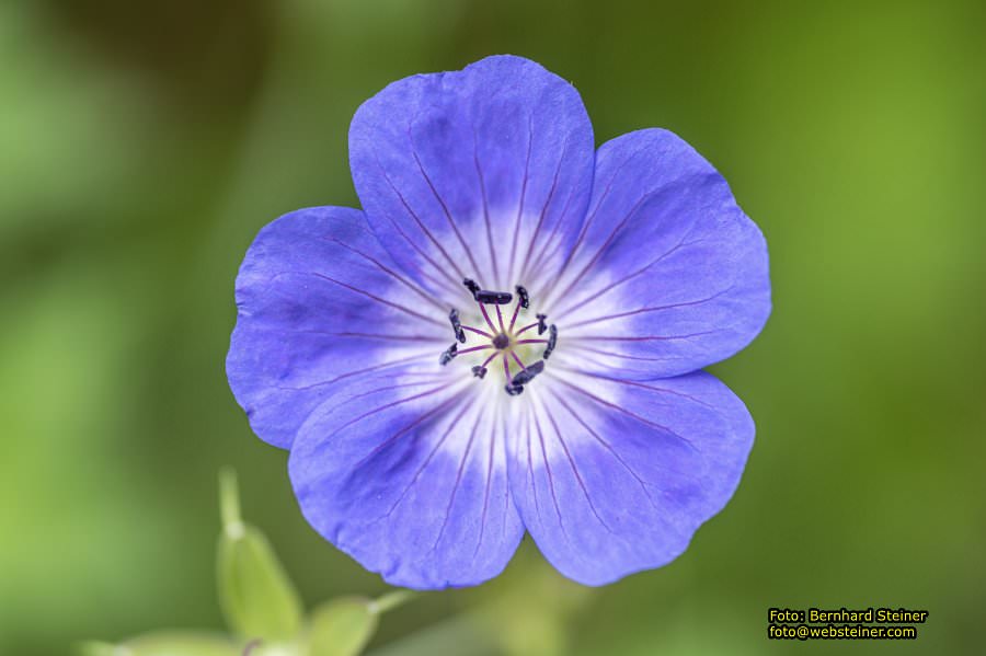 Rosarium im Doblhoffpark Baden, Juli 2023