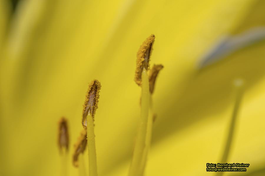 Rosarium im Doblhoffpark Baden, Juli 2023