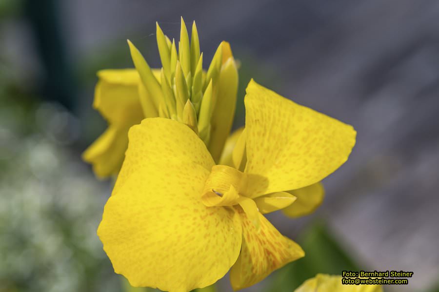Rosarium im Doblhoffpark Baden, Juli 2023