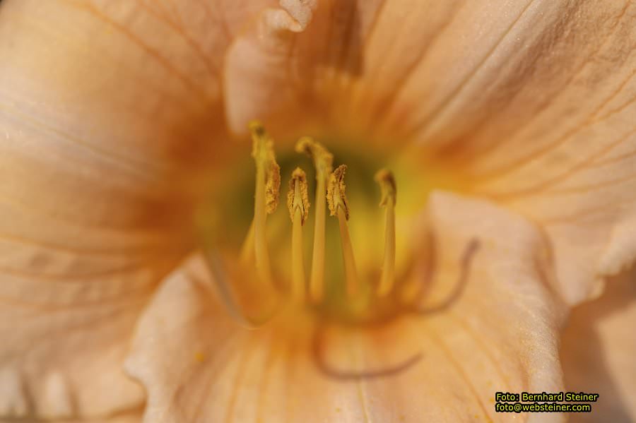 Rosarium im Doblhoffpark Baden, Juli 2023