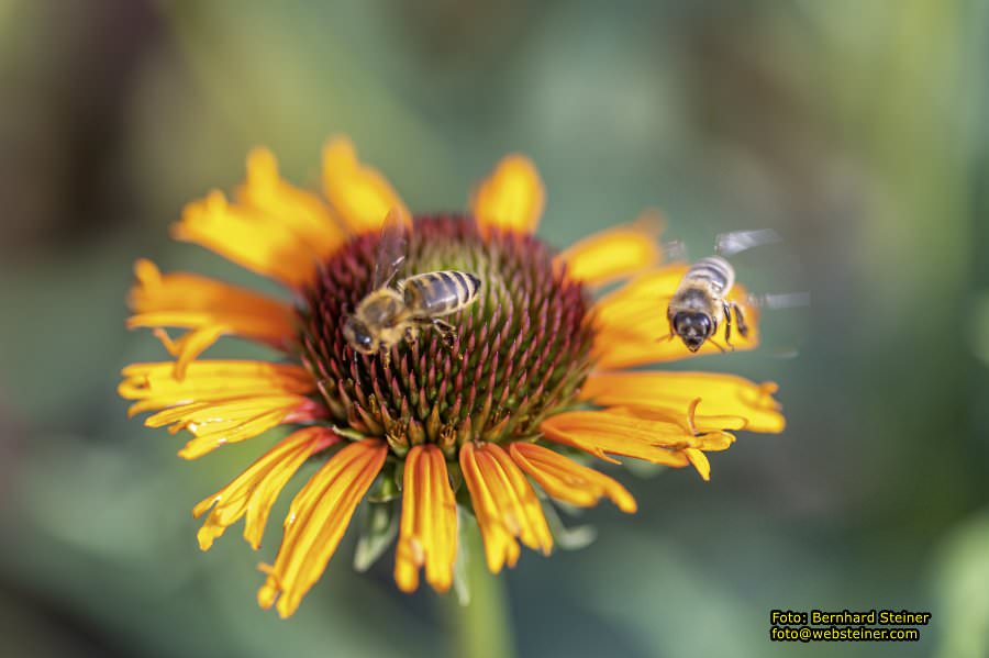 Rosarium im Doblhoffpark Baden, Juli 2023