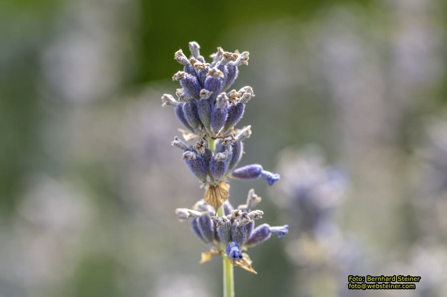 Rosarium im Doblhoffpark Baden, Juli 2023