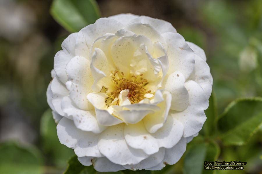 Rosarium im Doblhoffpark Baden, Juli 2023