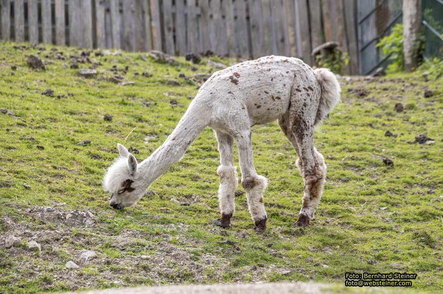 Natur- und Erlebnispark Buchenberg, Mai 2023
