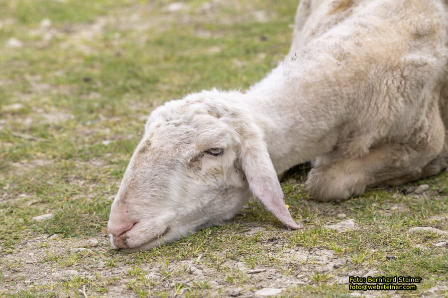 Natur- und Erlebnispark Buchenberg, Mai 2023
