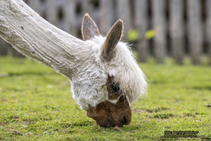 Natur- und Erlebnispark Buchenberg, Mai 2023
