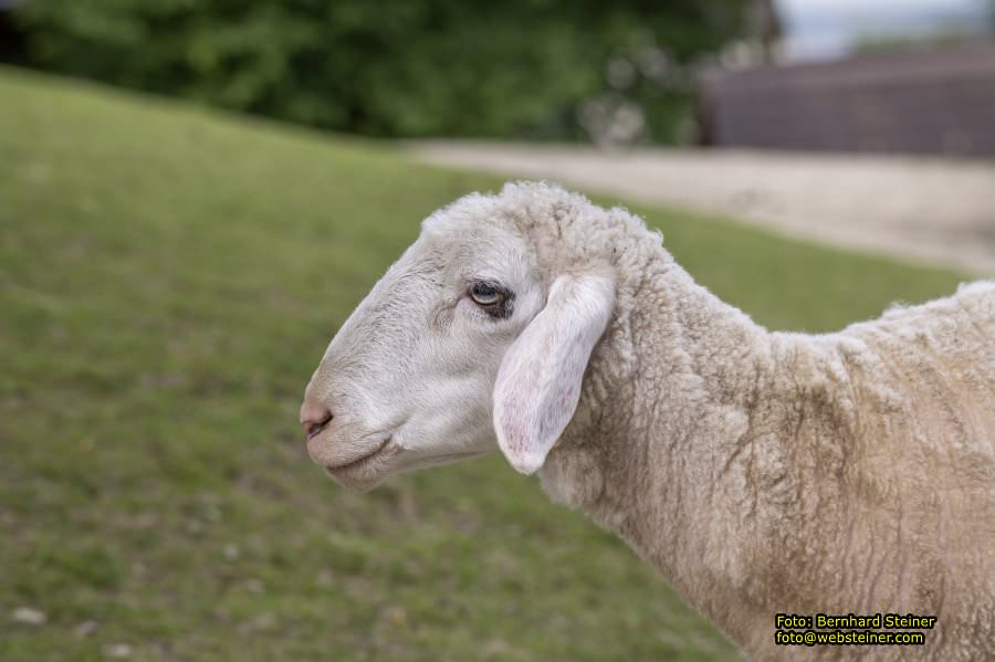 Natur- und Erlebnispark Buchenberg, Mai 2023