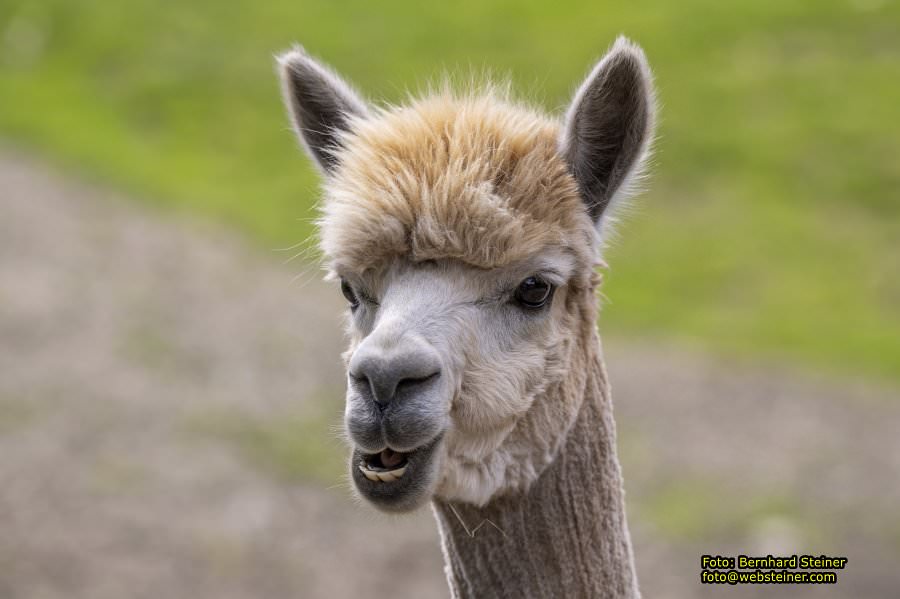 Natur- und Erlebnispark Buchenberg, Mai 2023