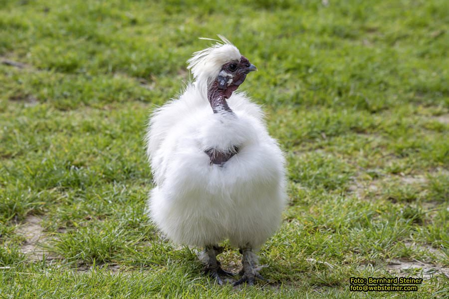 Natur- und Erlebnispark Buchenberg, Mai 2023
