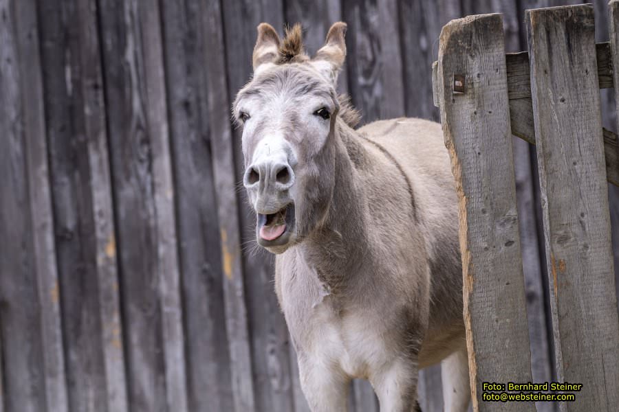 Natur- und Erlebnispark Buchenberg, Mai 2023