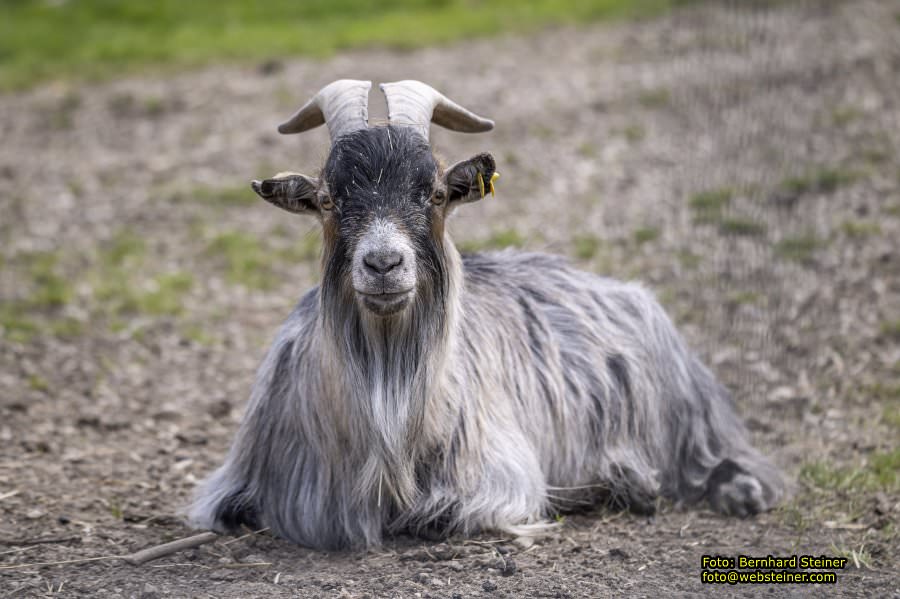 Natur- und Erlebnispark Buchenberg, Mai 2023