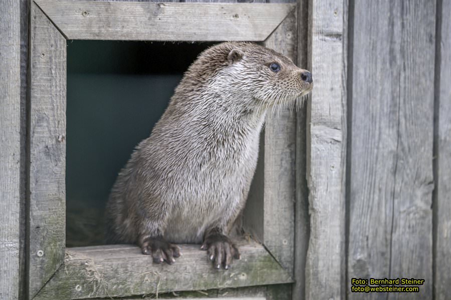 Natur- und Erlebnispark Buchenberg, Mai 2023