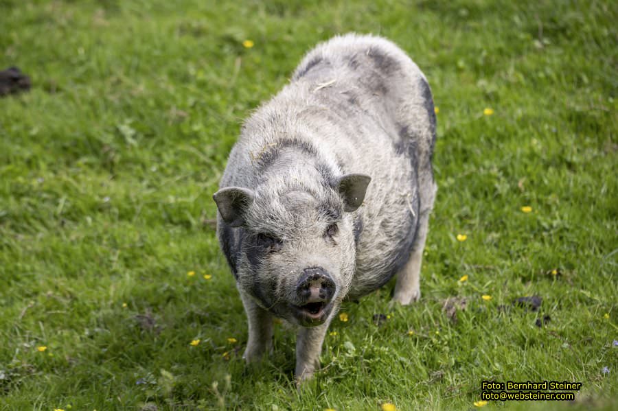Natur- und Erlebnispark Buchenberg, Mai 2023