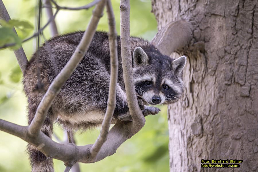 Natur- und Erlebnispark Buchenberg, Mai 2023