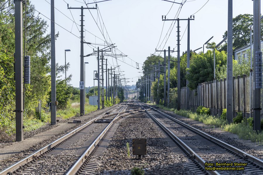 D�rnkrut im Marchfeld, August 2023