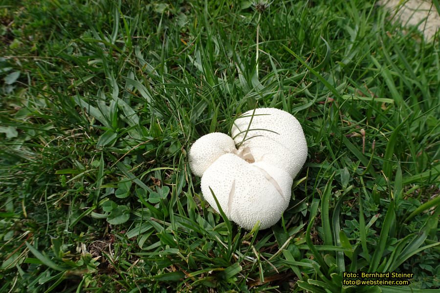 Hoher Freschen in Vorarlberg, August 2017
