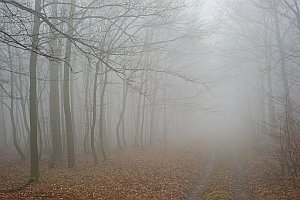 Projekt: Nebelwald bei Hornstein, 20.01.2014