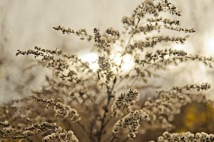 Projekt: Herbstwald bei Hornstein, 11.11.2015