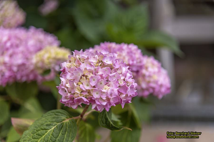 Kittenberger Erlebnisg�rten, Juni 2023