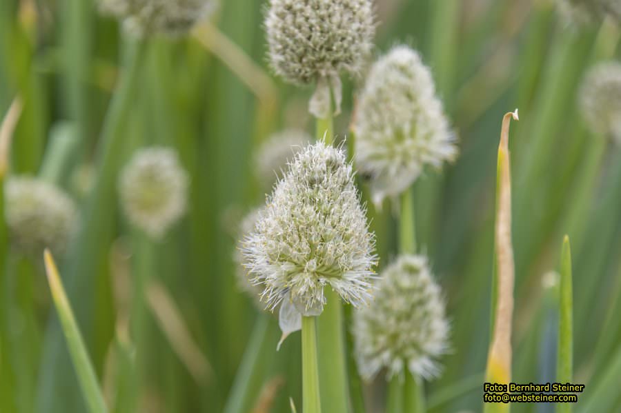 Kittenberger Erlebnisg�rten, Juni 2023