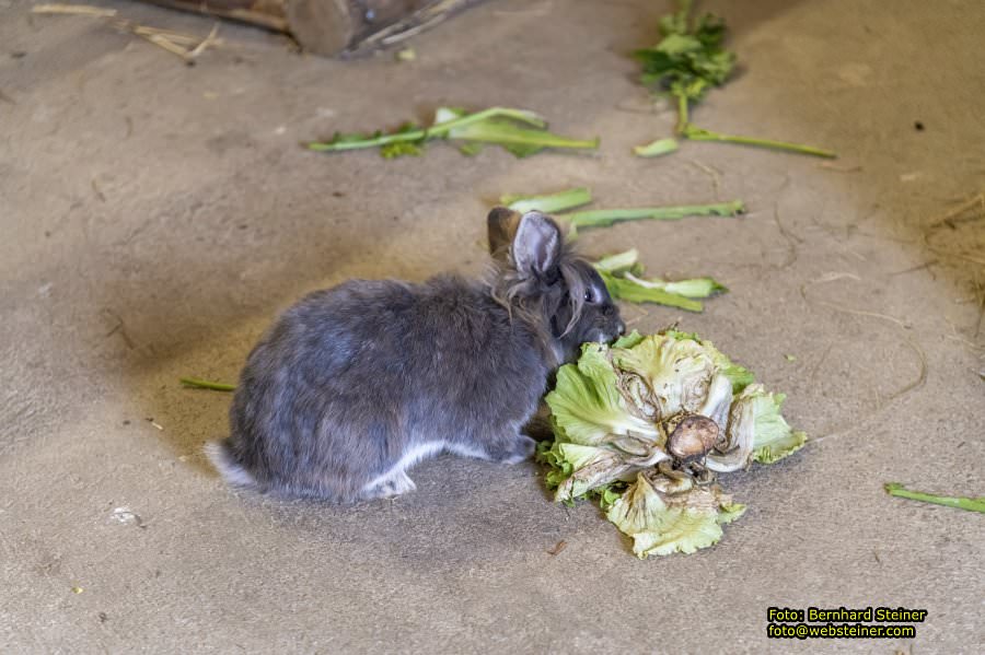 Kittenberger Erlebnisg�rten, Juni 2023