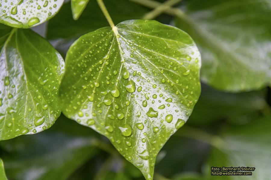 Kittenberger Erlebnisg�rten, Juni 2023