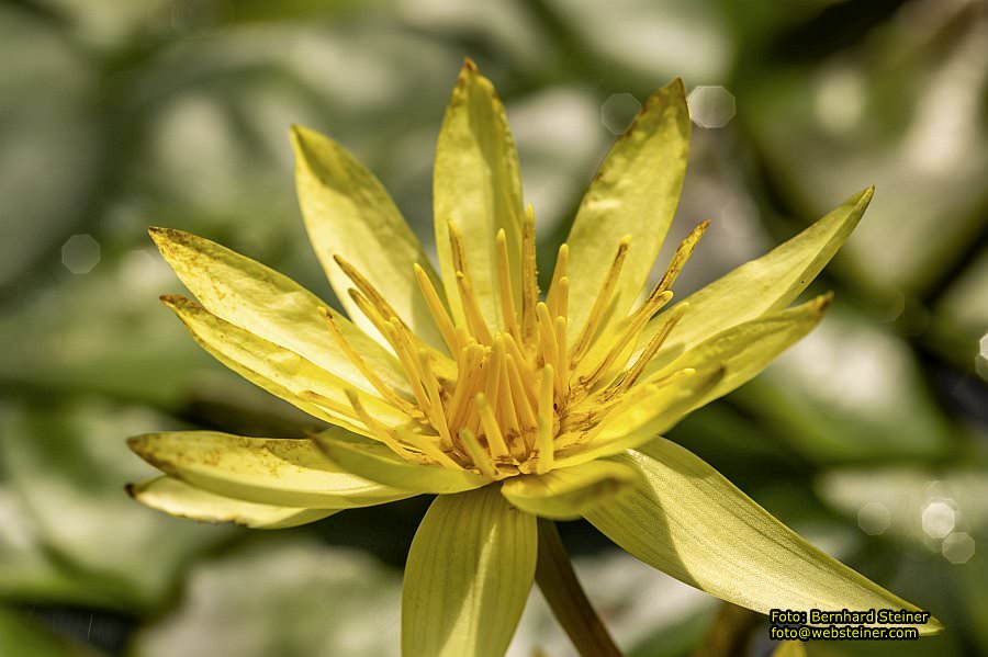 Botanischer Garten Linz, Mai 2022