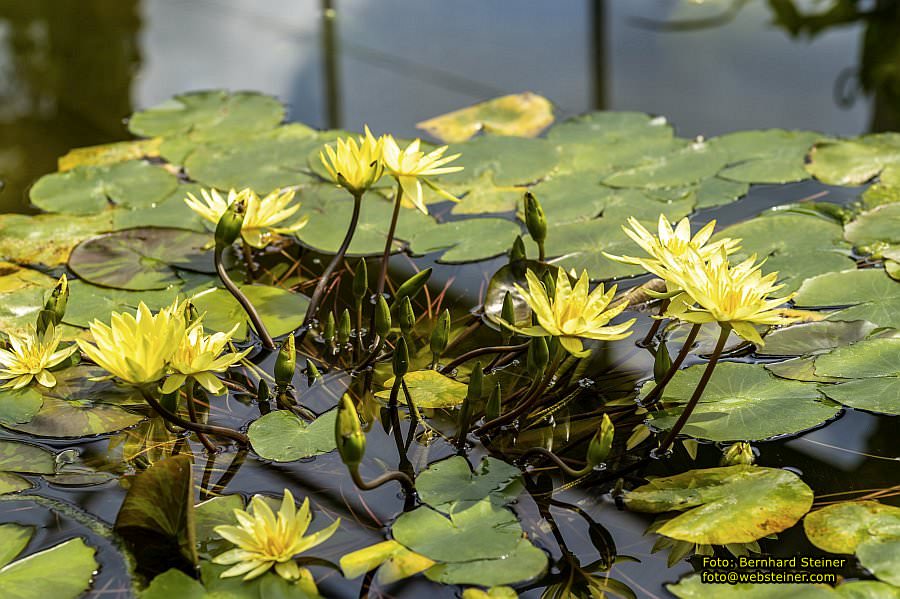 Botanischer Garten Linz, Mai 2022