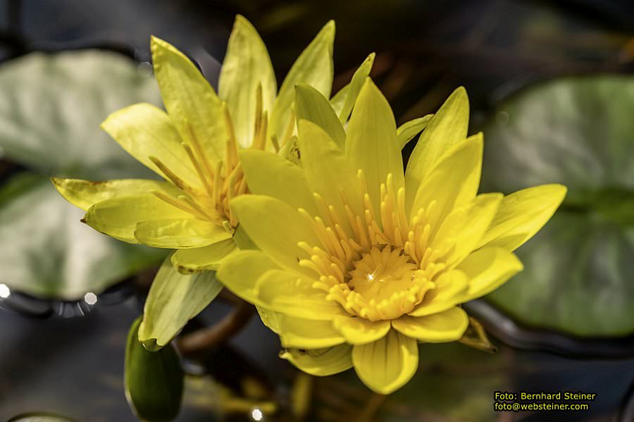 Botanischer Garten Linz, Mai 2022