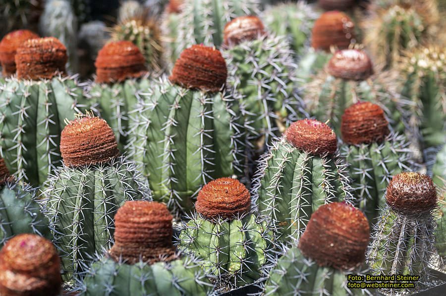 Botanischer Garten Linz, Mai 2022