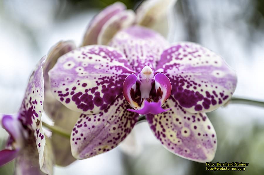 Botanischer Garten Linz, Mai 2022