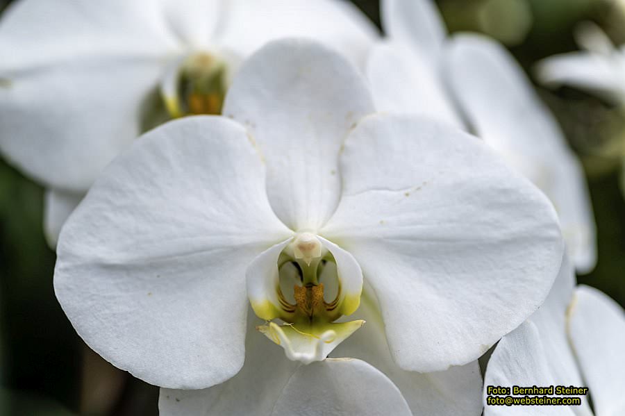 Botanischer Garten Linz, Mai 2022