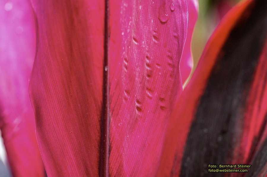 Botanischer Garten Linz, Mai 2022