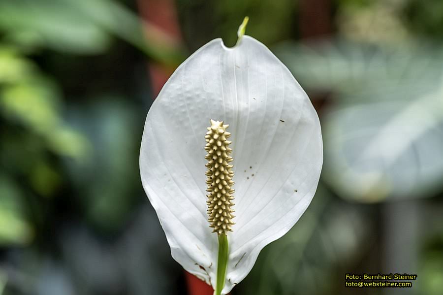 Botanischer Garten Linz, Mai 2022