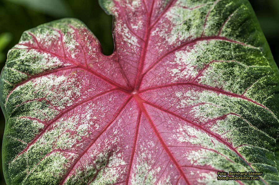 Botanischer Garten Linz, Mai 2022